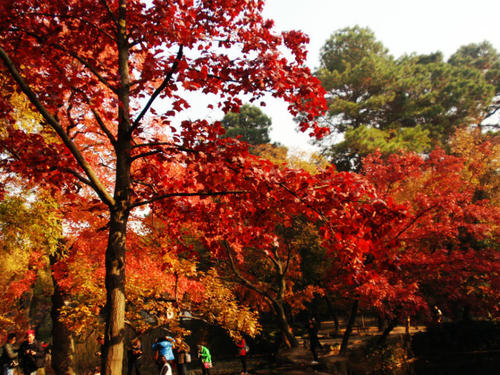 [致谢2014]游天平山,赏红枫叶